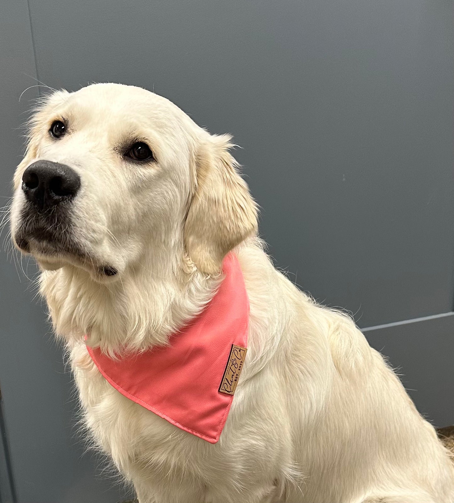 Dog Bandana - Clint & Co Leather Patch