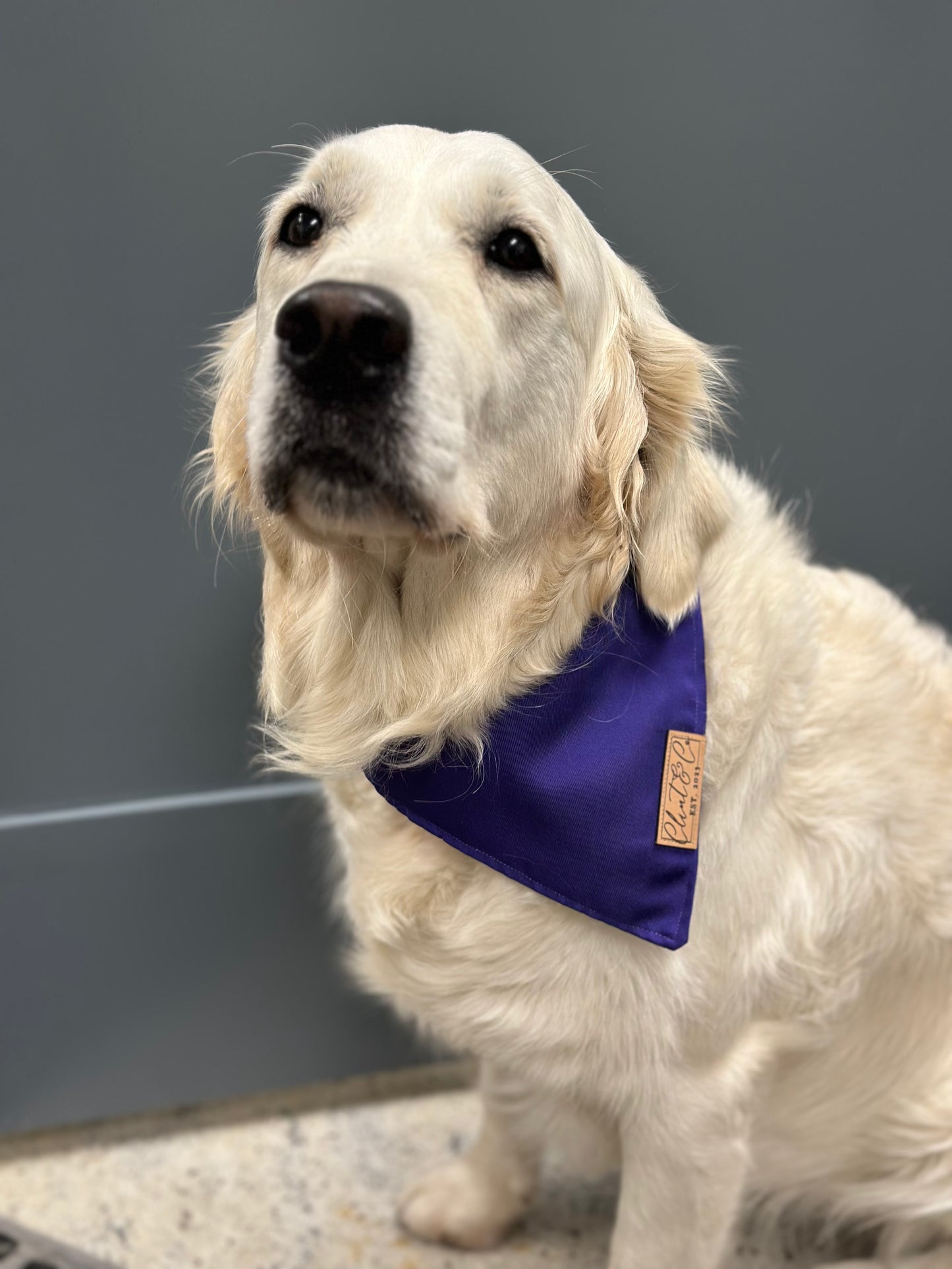 Dog Bandana - Clint & Co Leather Patch
